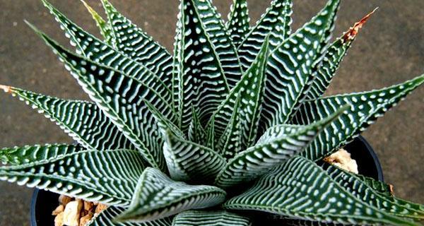 鹰爪十二条养殖技巧剖析（掌握这些技巧，让你的鹰爪十二条健康成长）