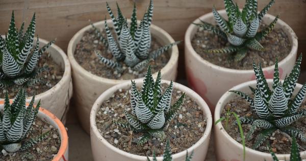 鹰爪十二条养殖技巧剖析（掌握这些技巧，让你的鹰爪十二条健康成长）