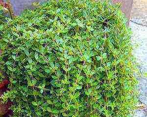 垂盆草吊兰的养殖方法（打造宜居舒适的绿色环境）