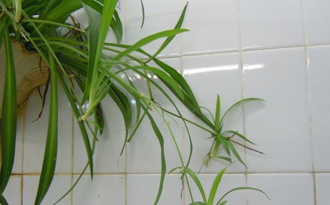 垂盆草吊兰的养殖方法（打造宜居舒适的绿色环境）