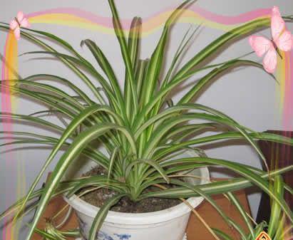 垂盆草吊兰的养殖方法（打造宜居舒适的绿色环境）