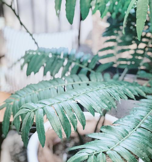 观音莲座蕨的养殖方法（打造清新自然的观叶盆景）