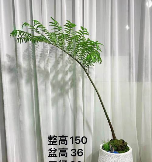 观音莲座蕨的养殖方法（打造清新自然的观叶盆景）