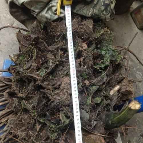 观音莲座蕨的养殖方法（打造清新自然的观叶盆景）