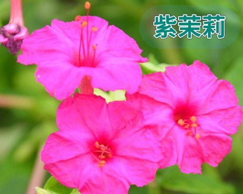 紫茉莉种子种植方法（从选种到育苗，让你轻松入门）