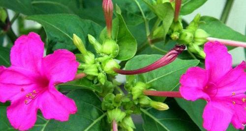 紫茉莉种子种植方法（从选种到育苗，让你轻松入门）