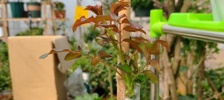 月季花扦插方法及成活技巧（以提高成活率为目标的实用指南）