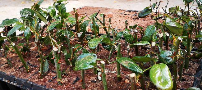 月季花扦插方法及成活技巧（以提高成活率为目标的实用指南）