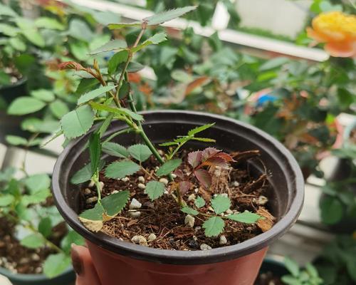 月季花扦插方法及成活技巧（以提高成活率为目标的实用指南）