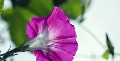 嗽叭花的季节与常见品种（探寻嗽叭花在花期、花色、区域分布等方面的特点）