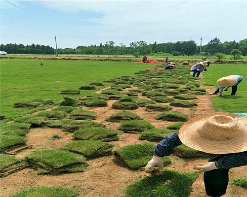 高羊茅种植技巧（让你轻松拥有美丽草坪）