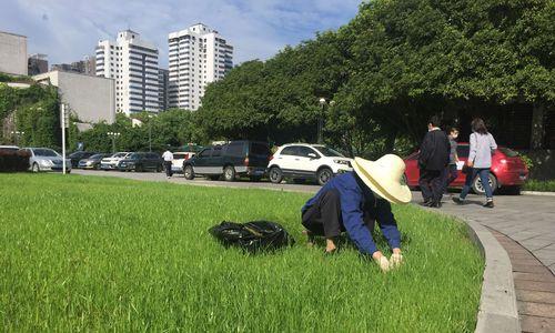 高羊茅种植技巧（让你轻松拥有美丽草坪）