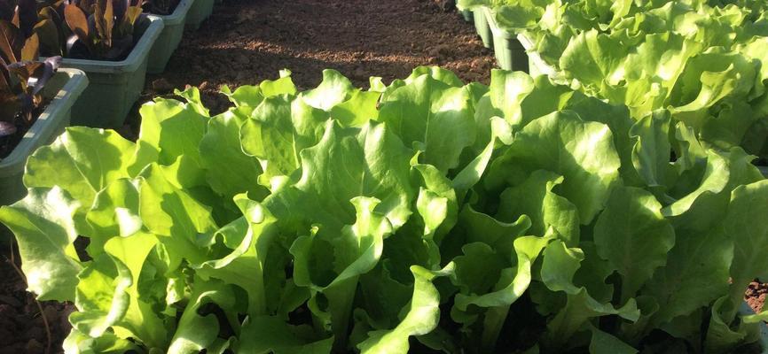 春天阳台种植蔬菜指南(打造自给自足的阳台菜园,让你的生活更健康) 春天阳台种植蔬菜指南(打造自给自足的阳台菜园,让你的生活更健康)