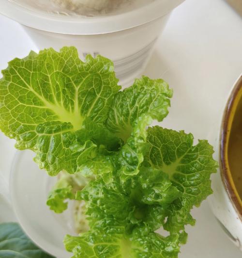 春天阳台种植蔬菜指南(打造自给自足的阳台菜园,让你的生活更健康) 春天阳台种植蔬菜指南(打造自给自足的阳台菜园,让你的生活更健康)