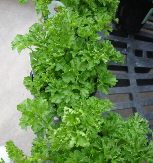 春天阳台种植蔬菜指南(打造自给自足的阳台菜园,让你的生活更健康) 春天阳台种植蔬菜指南(打造自给自足的阳台菜园,让你的生活更健康)