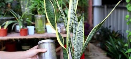 虎皮兰的养殖技巧（打造居家环境美化的绿植，打造舒适宜人的生活空间）