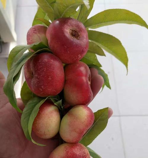 如何种植健康的桃树（从选址到施肥，打造理想果园）