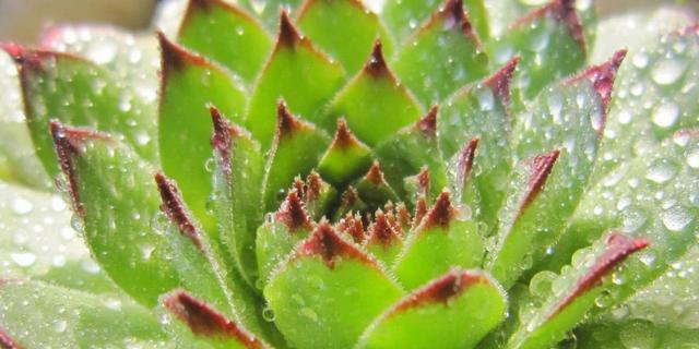 冬季多肉养护（冻不死的品种有哪些？）