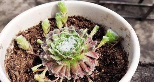 冬季多肉养护（冻不死的品种有哪些？）