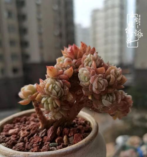 冬季多肉养护（冻不死的品种有哪些？）