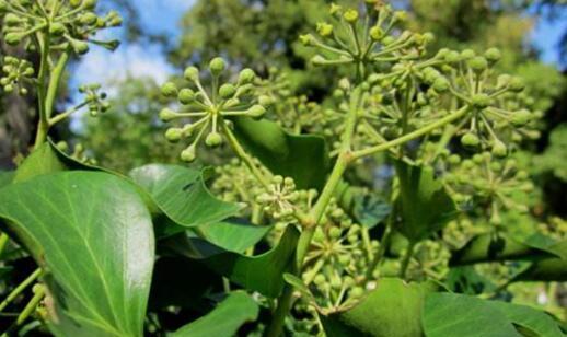 洋常春藤水培栽培技巧剖析（探究洋常春藤水培是否可行及实现方法）