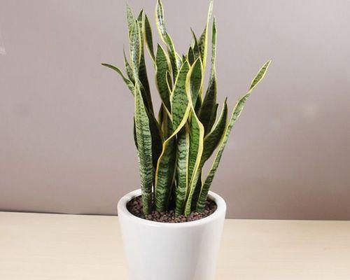 洋常春藤水培栽培技巧剖析（探究洋常春藤水培是否可行及实现方法）