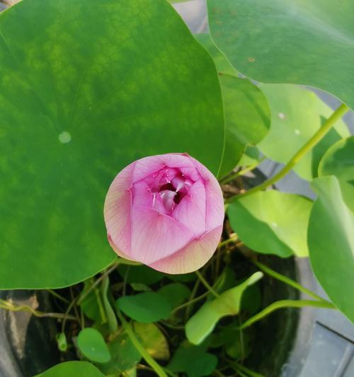 碗莲开花期间及其养护（如何让碗莲绽放美丽花朵）