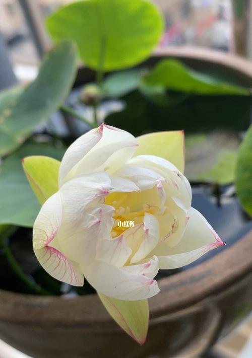 碗莲开花期间及其养护（如何让碗莲绽放美丽花朵）