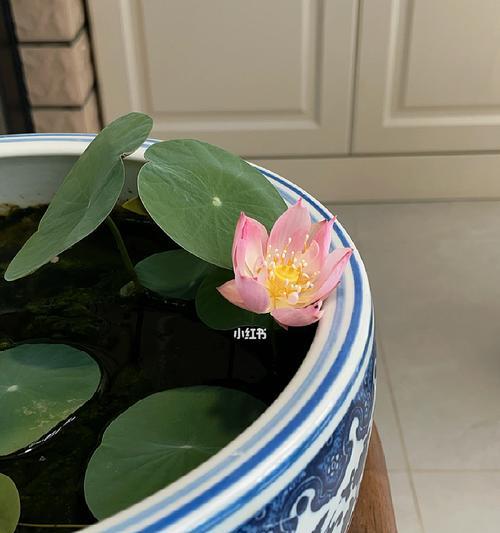 碗莲开花期间及其养护（如何让碗莲绽放美丽花朵）