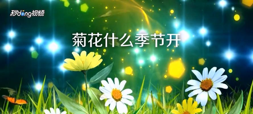 秋季菊花盛开（探秋景，赏菊花，品生活）