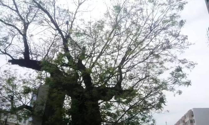 芙蓉树的特点（探究芙蓉树的花朵、叶子、果实、树皮、分布、生长环境和文化价值）