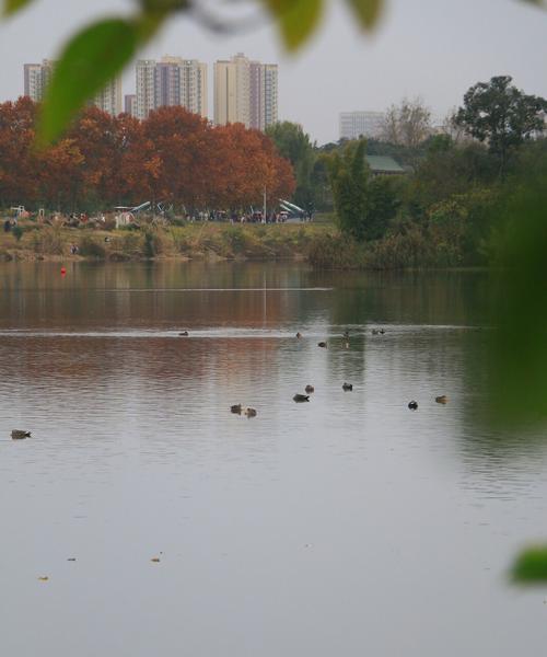 芙蓉树的特点（探究芙蓉树的花朵、叶子、果实、树皮、分布、生长环境和文化价值）