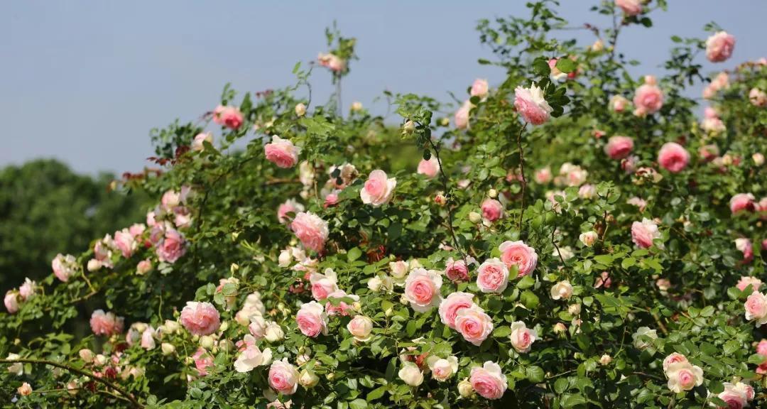 藤本月季种植指南（如何正确地种植和护理藤本月季）