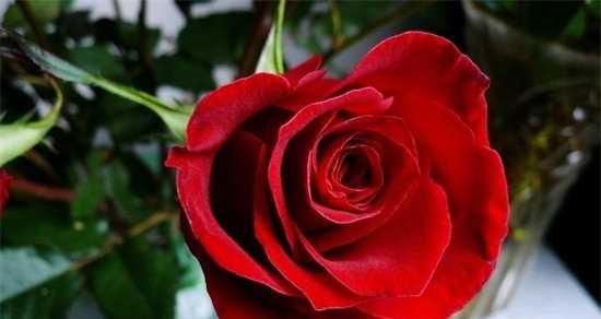 红玫瑰花语——爱情的宣言（表达爱意的最佳选择）