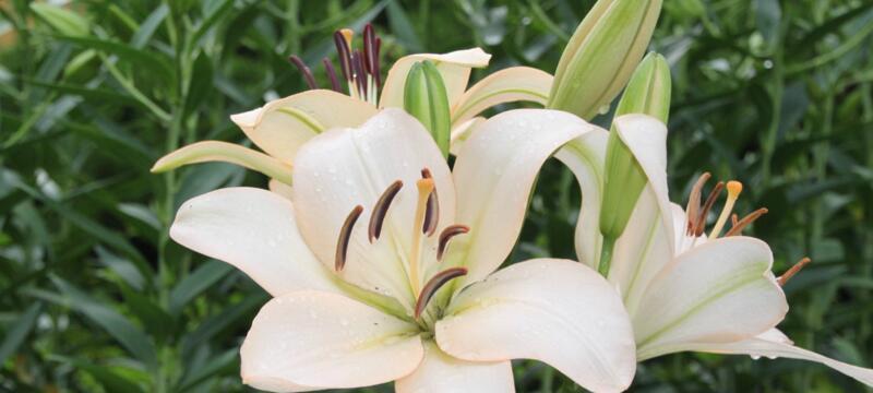 百合花的花语（探寻百合花所传达的吉祥和美好）