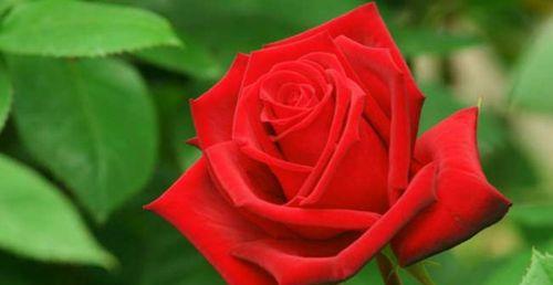 红色玫瑰花语剖析（浪漫、热情、爱情）