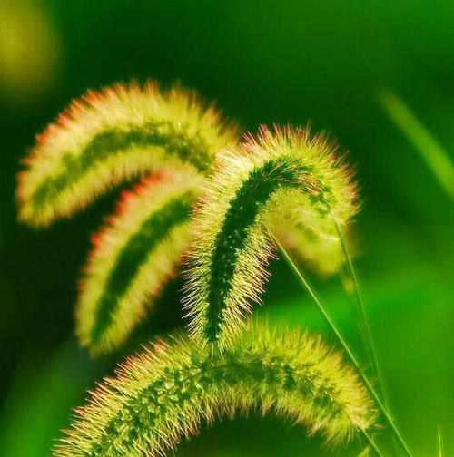 狗尾巴草的花语（探究这朵被称为忠诚与坚韧象征的花语）