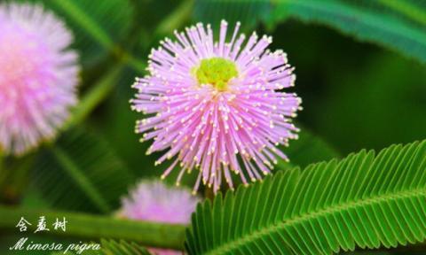 含羞草的花语——害羞的爱（爱情中的害羞与胆怯）