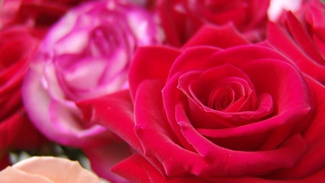 红玫瑰花语的深刻含义（传达爱情、感恩和尊敬的花语）