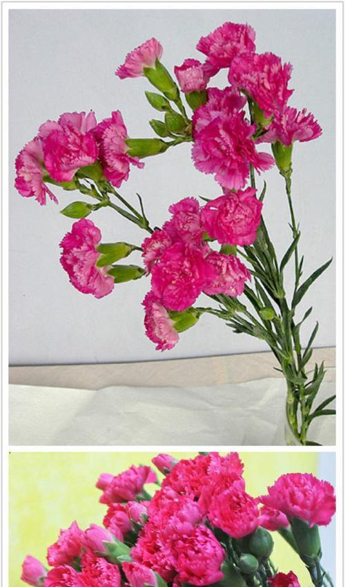 粉色康乃馨的花语（传达爱与感恩的鲜花）
