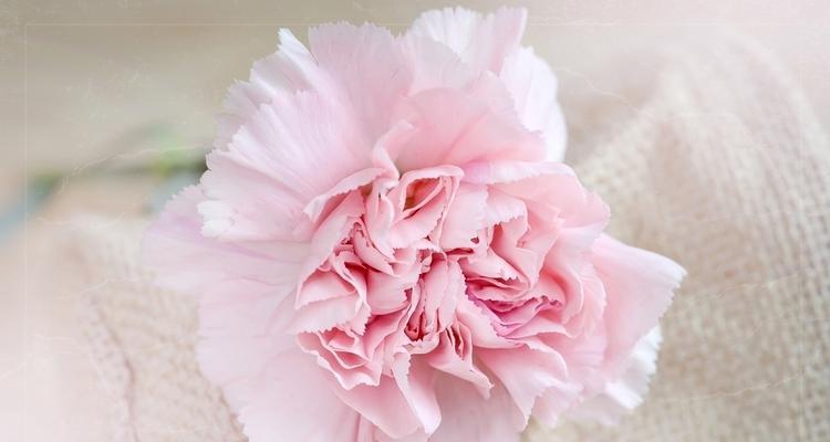 粉色康乃馨的花语（传达爱与感恩的鲜花）