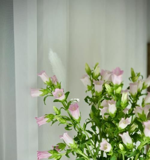 听风铃花语，领略自然的美（解读风铃花的花语及其象征意义）