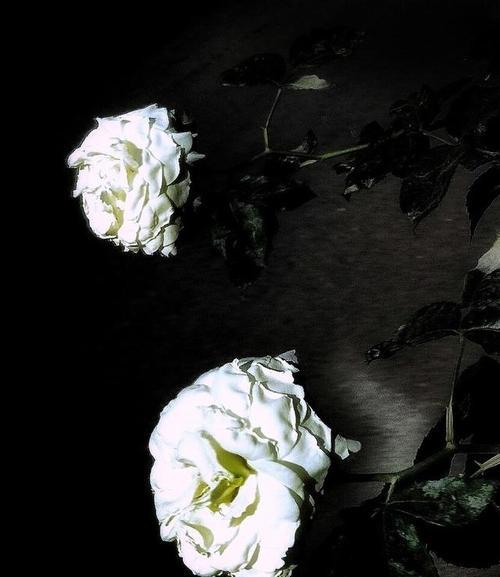 白蔷薇的花语（纯洁无暇的爱情）