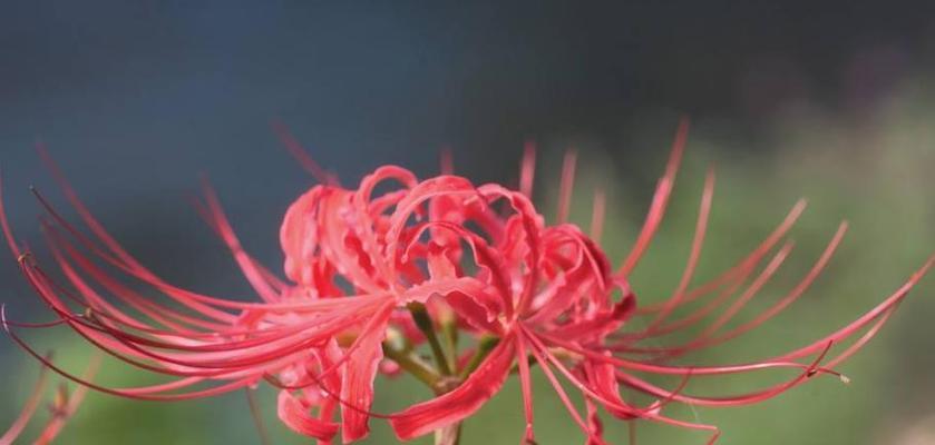 探寻花海背后的花语——彼岸花（神秘而富有诗意的彼岸花开启心灵之窗）