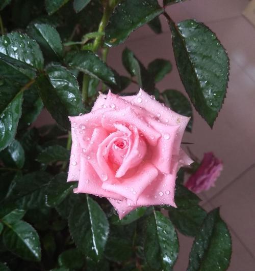 粉玫瑰——梦幻般的花语（用花语讲述粉玫瑰的含义和传说）