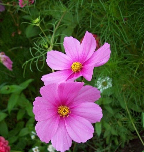 波斯菊之花语（解读这朵高洁、聪明、独立的花语）
