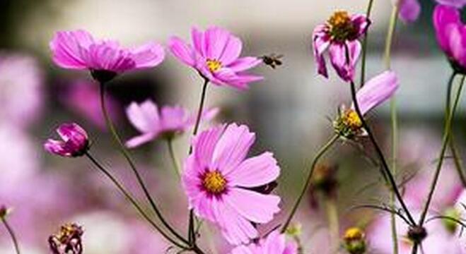 波斯菊之花语（解读这朵高洁、聪明、独立的花语）
