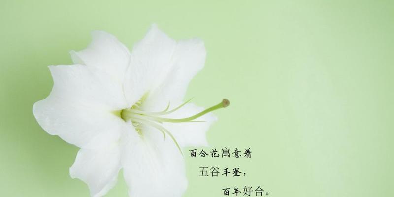 百合花语（了解百合花语，拥抱爱与纯洁）