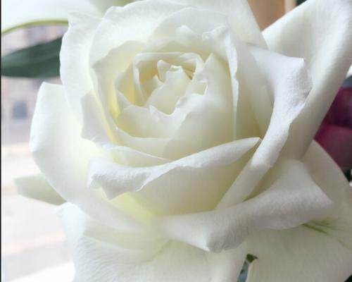白玫瑰花语的意义与传承（探寻白玫瑰的真实面貌，品味它的花语韵味）