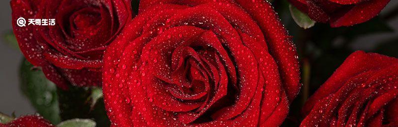 红玫瑰花语（传递爱的信息）